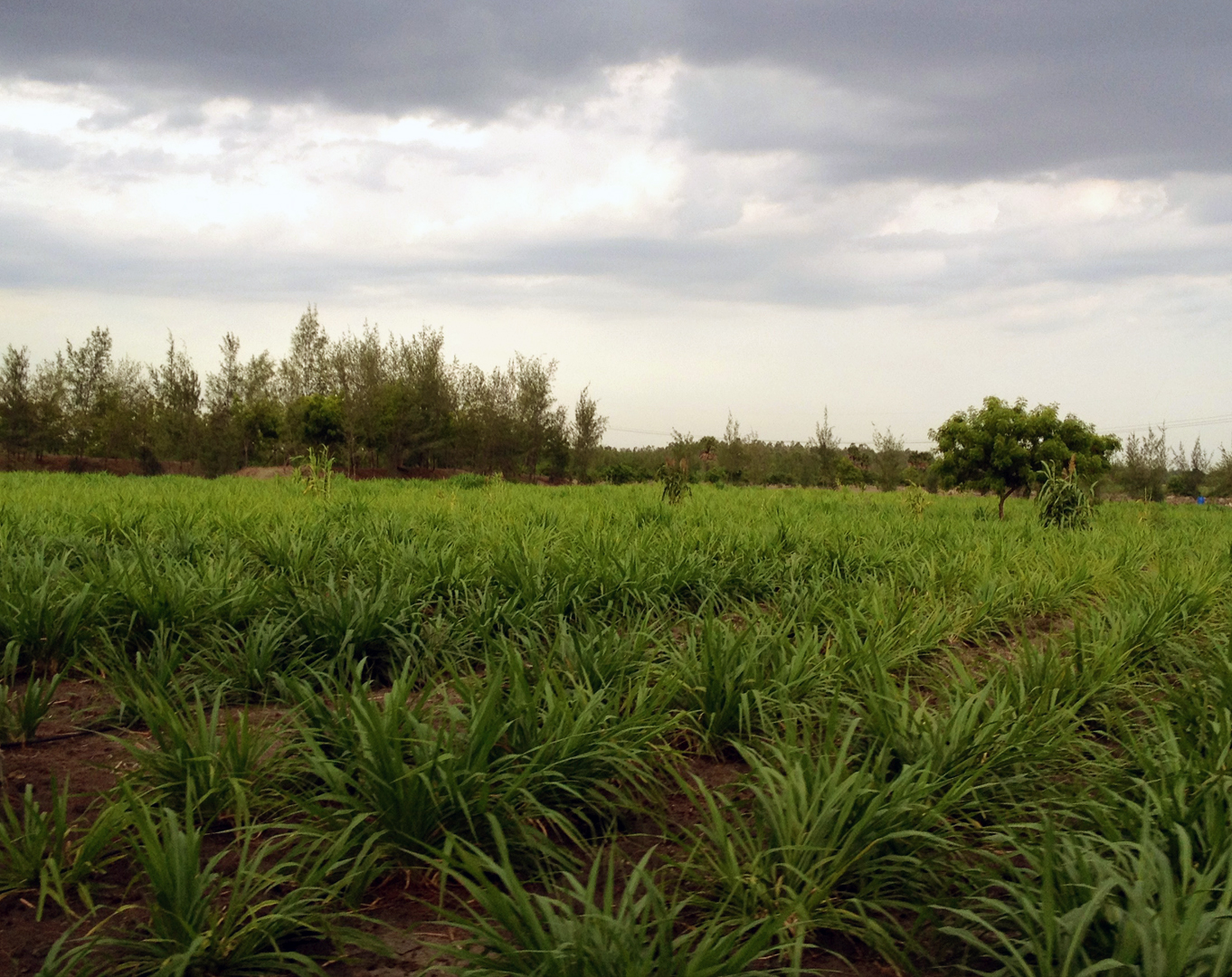 FARM PHOTOS
